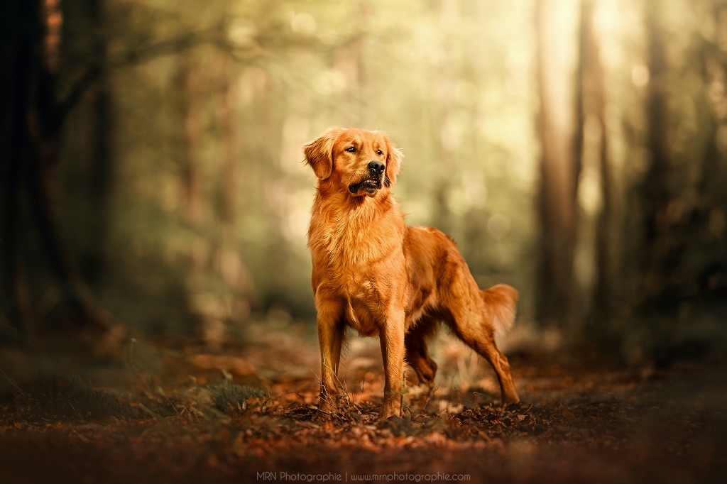 Bangerang rufio (Sans Affixe)