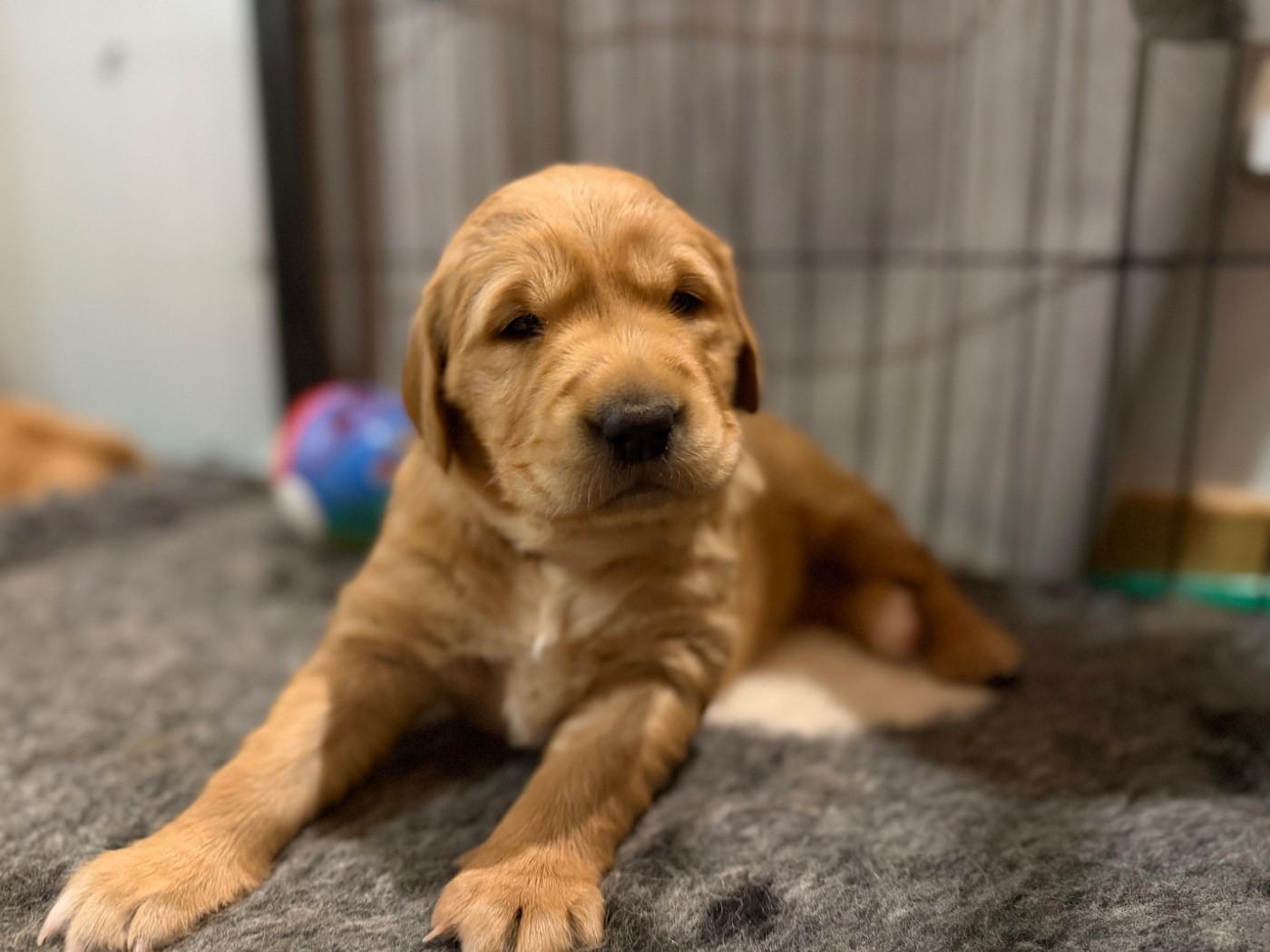 Of Heemany - Chiots disponibles - Golden Retriever