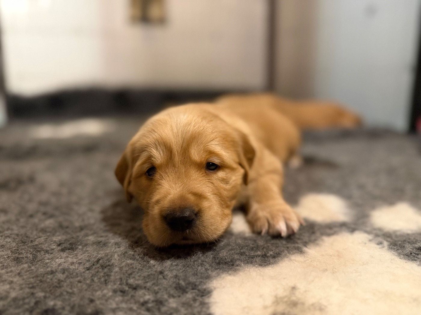 Of Heemany - Chiots disponibles - Golden Retriever