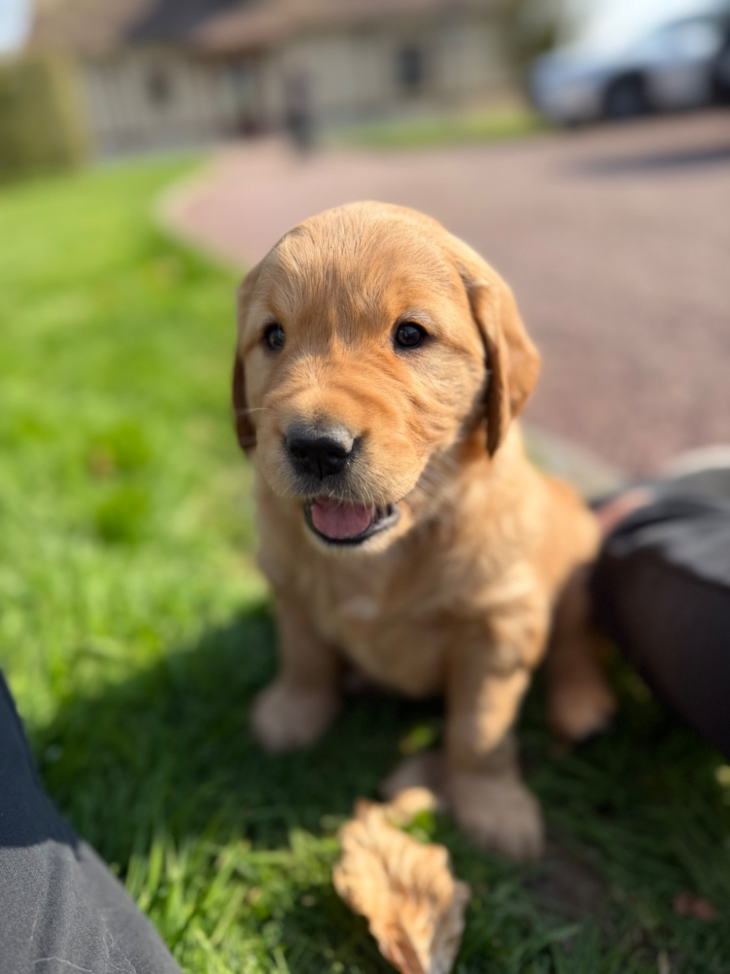 Of Heemany - Chiots disponibles - Golden Retriever